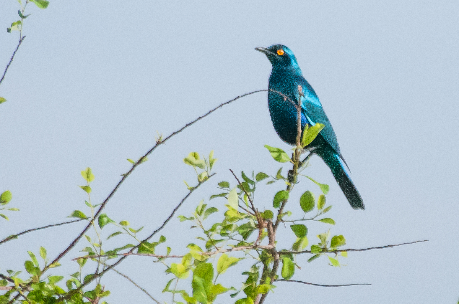 Choucador à oreillons bleus (Greater blue-eared staring, Lamprotornis chalybaeus), adulte nuptial, Chobe National Park, Botswana.JPG